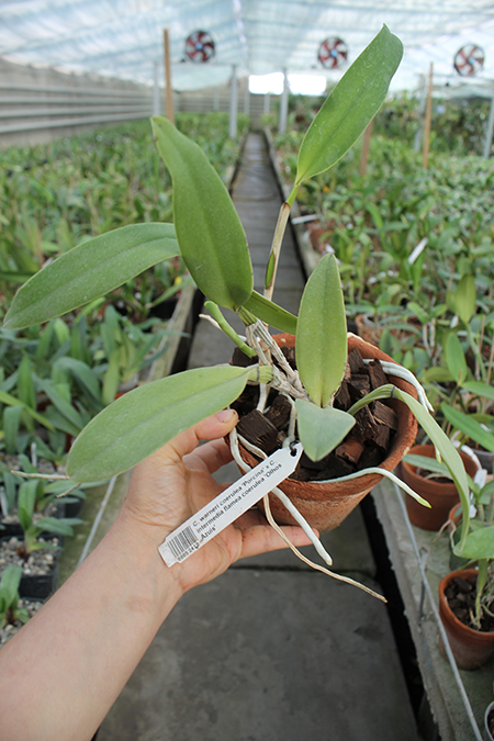 Cattleya warneri coerulea 'Porcina' x Cattleya intermedia flamea coerulea 'Olhos Azuis'.jpg