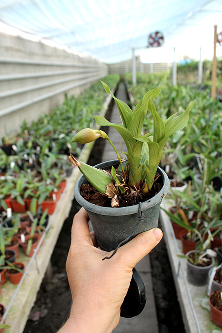 Lycaste brevispatha.jpg