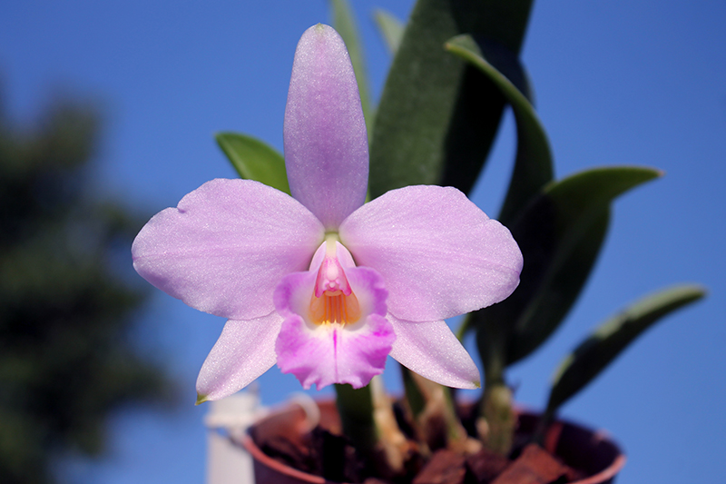 Laelia alaori x praestans.jpg