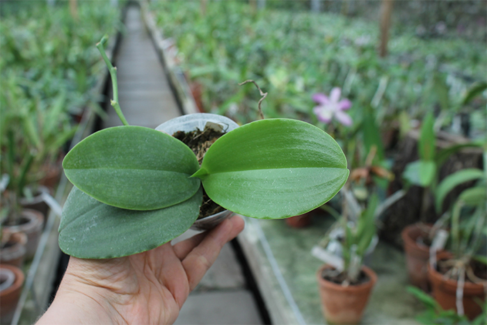 Phalaenopsis Yuda Red Blood x Chingruey's Fancy.jpg