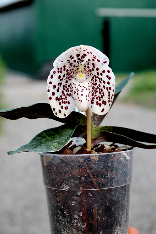 Paphiopedilum bellatulum x wenshanense.jpg