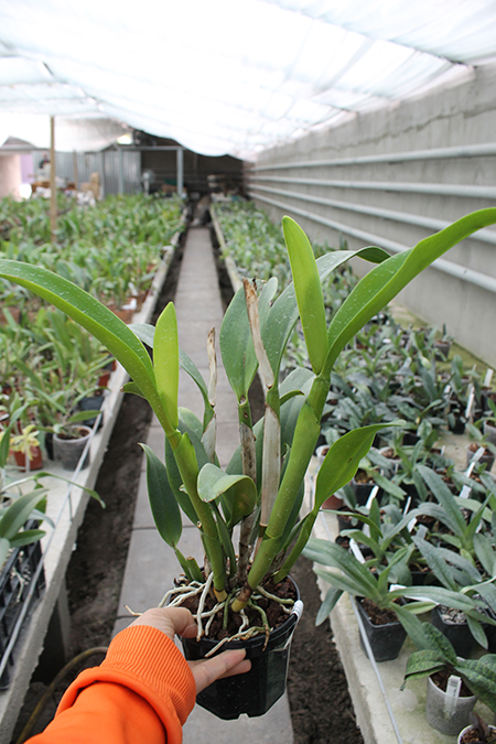 Guarisophleya Kauai Starbright x (Faye Miyamoto x President Fortune).jpg