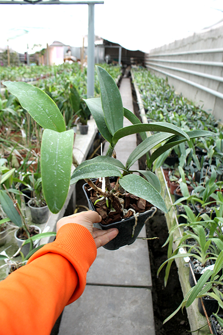 Epicattleya Siam Jade 'Avo'.jpg