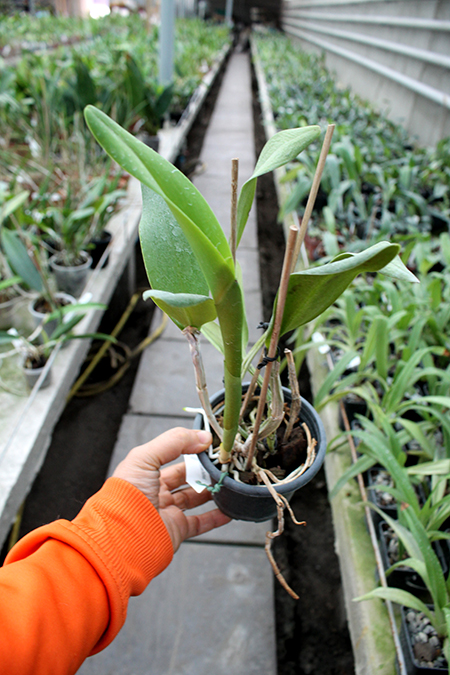 Sophrocattleya Ann Komine 'Breathless'.jpg