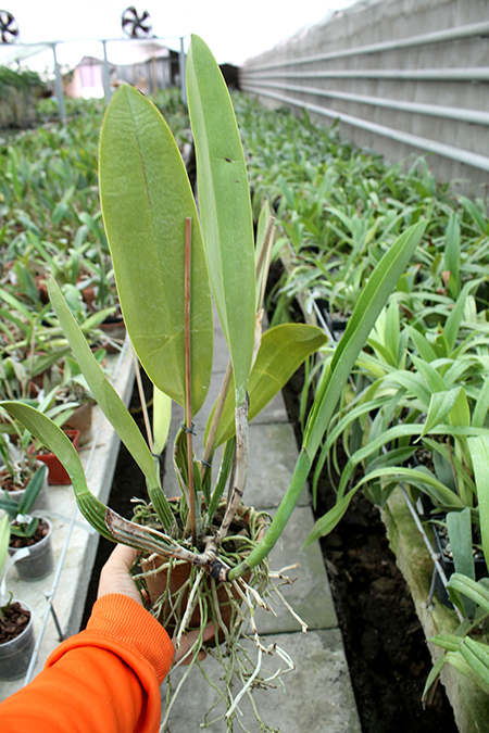 Cattleya mendelii.jpg