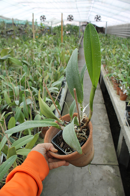 Potinara Free Spirit x Brassavola digbyana 'Uncle Pig'.jpg