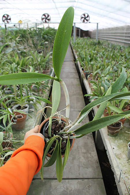 Recchara Frances Fox.jpg