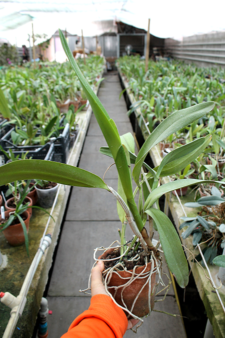 Laeliocattleya Hsinying Pub 'Albo Sanguinea' (purpurata x Batagesi).jpg