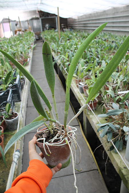 Brassocattleya Little Marmaid 'Janet'.jpg