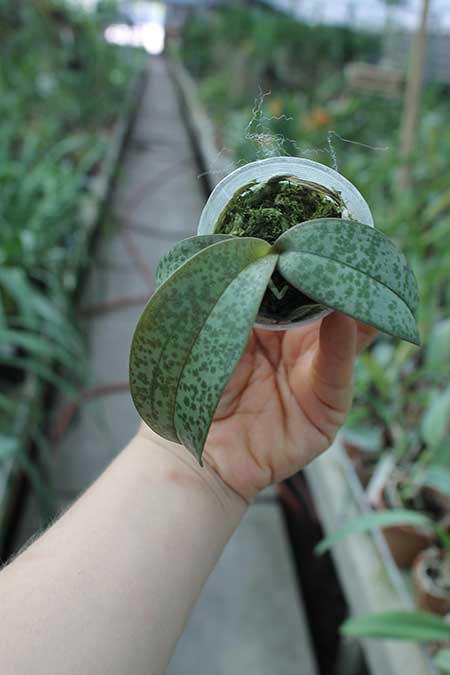 Phalaenopsis Celebes Wave 'Smile Sawn'.jpg