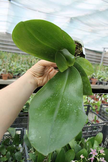 Phalaenopsis Ld's Bear King x gigantea.jpg