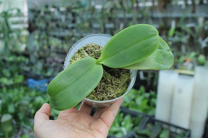 Phalaenopsis Bright Peacock 'Black &White; Chocolate'.jpg