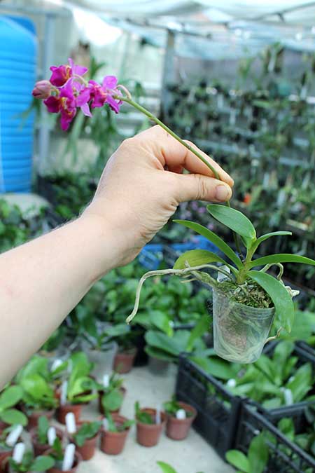 Phalaenopsis equestris var leacopsis 'Anne'.jpg