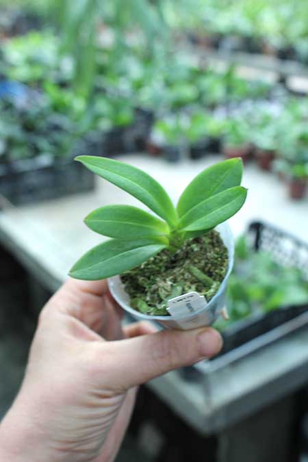 Phalaenopsis equestris peloric 'Joseph Wu'.jpg