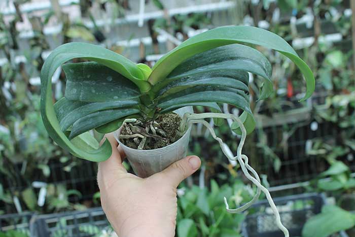 Asconopsis Irene Dobkin 'Orange'.jpg