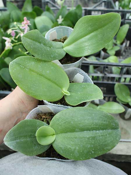 Phalaenopsis gigantea 'Meir #1'.jpg