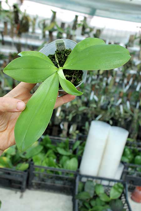 Phalaenopsis tetraspis 'Purple'.jpg