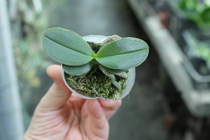 Phalaenopsis Be Glad peloric.jpg