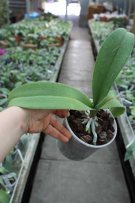 Doritaenopsis Lius Sakura.jpg