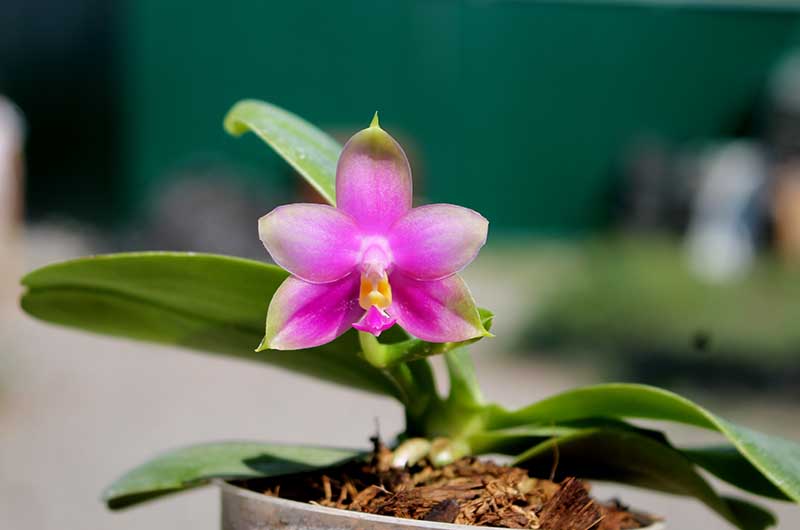 Phalaenopsis Zeng Min Muscadine x violacea indigo.jpg