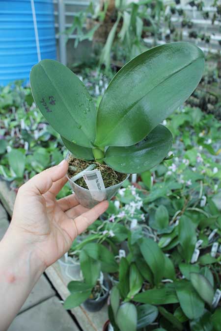 Phalaenopsis Mituo Diamond.jpg