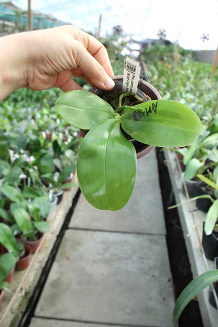 Phalaenopsis violacea indigo x LD Double Dragon 'Mituo #1'.jpg