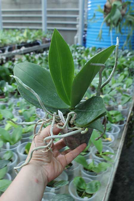 Phalaenopsis mannii black x schilleriana.jpg