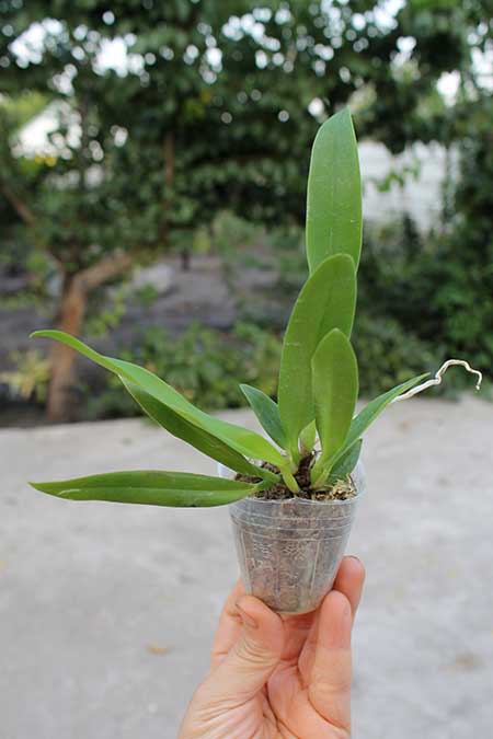 Cattleya warscewiczii var coerulea 'Hsinying'.jpg