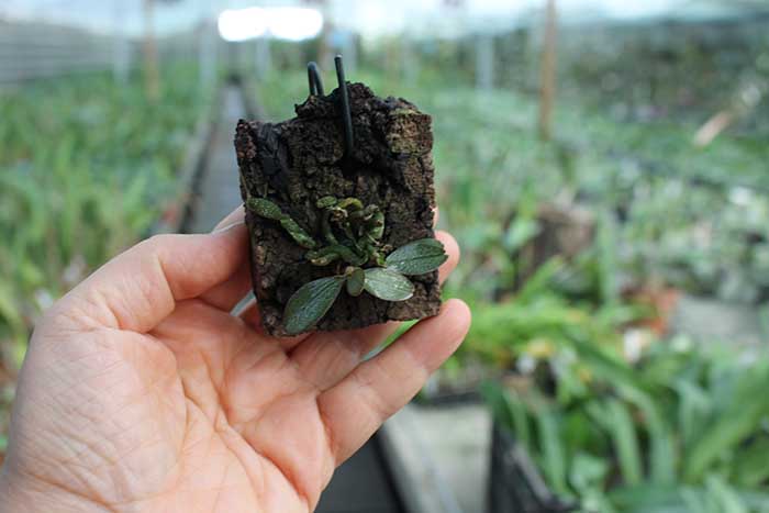 Aerangis punctata.jpg