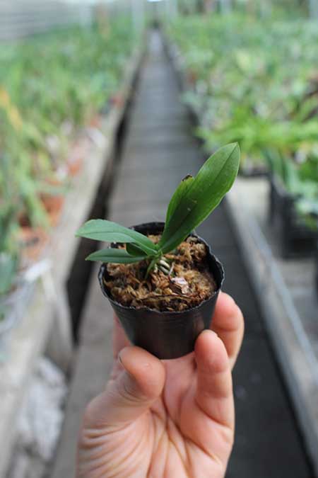 Phalaenopsis lobbii 'Pink'.jpg