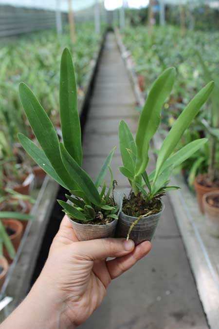Cattleya warscewiczii var coerulea 'Hsinying'.jpg