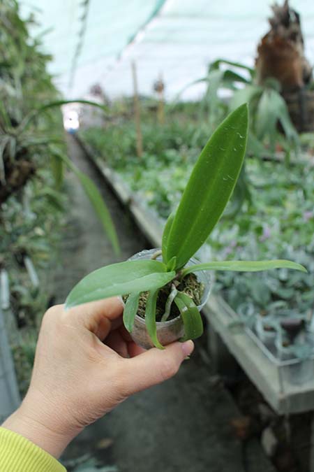 Phalaenopsis KS Martin Tris.jpg