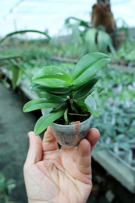 Trichoglottis philippinensis x Phalaenopsis equestris alba.jpg