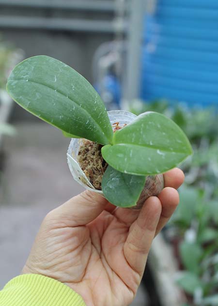 Phalaenopsis AL Peacock x AL Sun Tiger.jpg