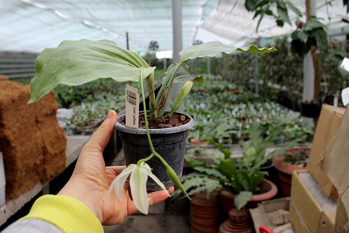 Coelogyne usitana.jpg