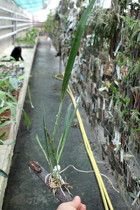Cattleya guttata coerulea oliva sem pintas 'Monte Verde' x Brassavola tuberculata.jpg
