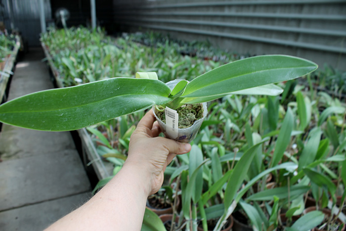 Paphiopedilum kolopakingii.jpg