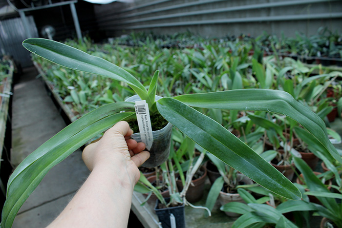 Paphiopedilum Prince Edward of York (rothschildianum x sanderianum).JPG