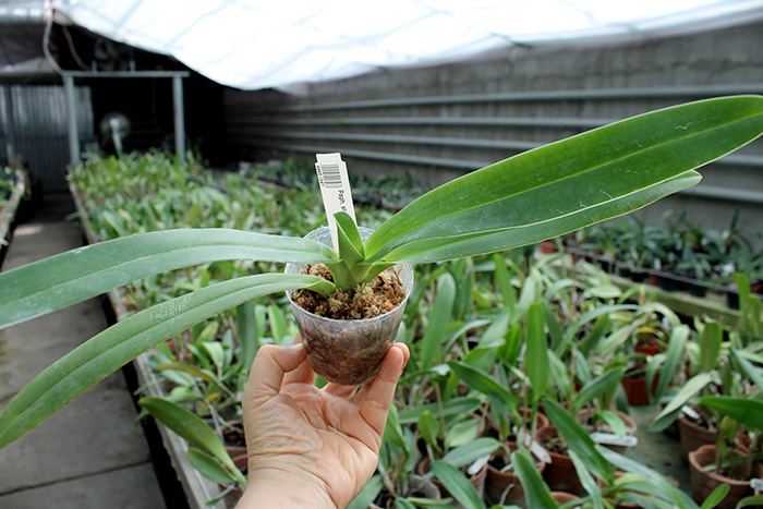 Paphiopedilum stonei 'In-Charm' x self.jpg
