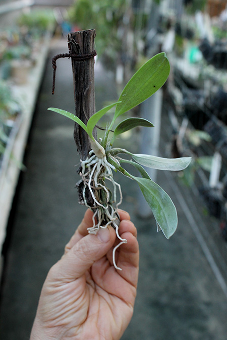 Dendrobium speciosum.jpg