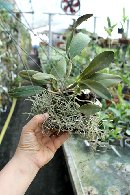 Cattleya schilleriana 'Cleber Munhol' x Cattleya schilleriana 'Pedra do Vento'.jpg