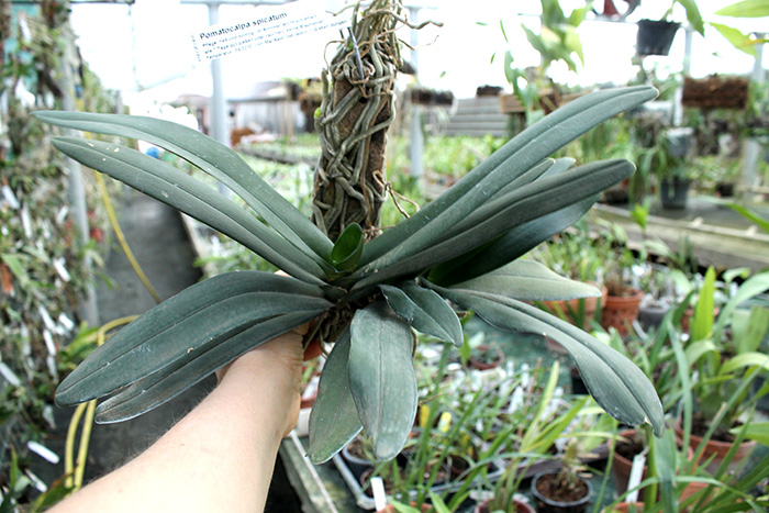 Pomatocalpa spicata.jpg