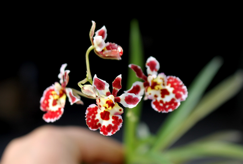 Oncidium (Tolumnia) hybrids.jpg