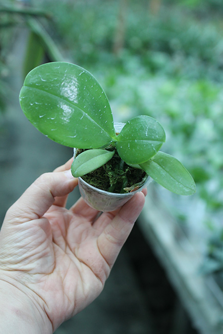 Phalaenopsis Jewel Parrot.jpg