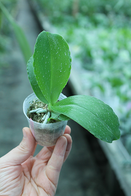 Phalaenopsis Chienlung Red Parrot.jpg