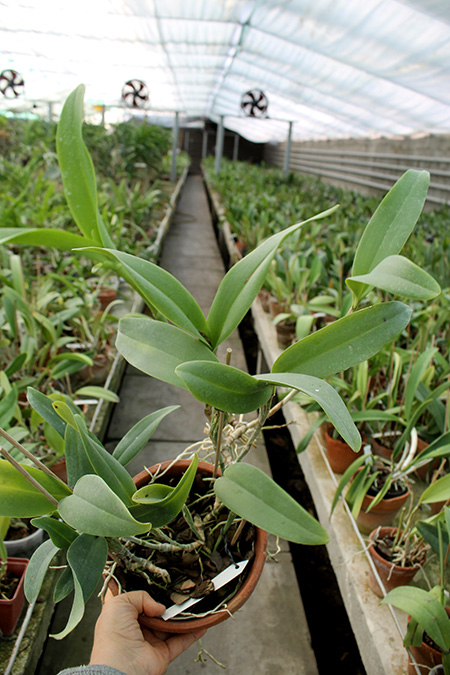 Cattleya skinneri.jpg