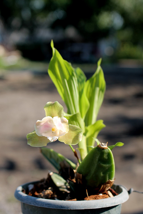 Lycaste brevispatha.jpg