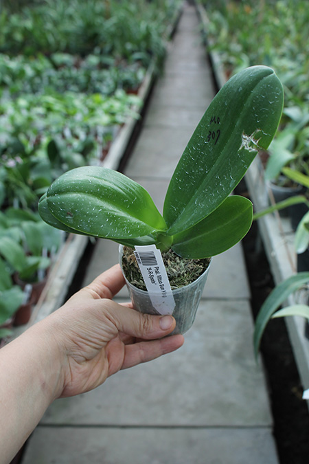 Phalaenopsis Mituo Sun King 'S-R-Spots'.jpg