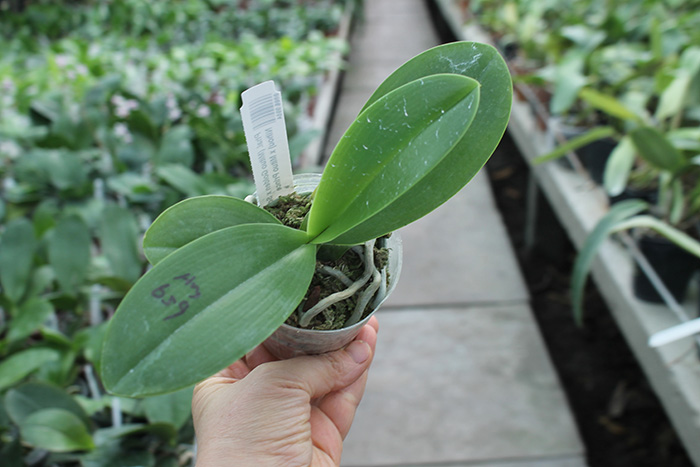 Phalaenopsis (Mituo Golden x Sogo Nihou) x Mituo Prince.jpg