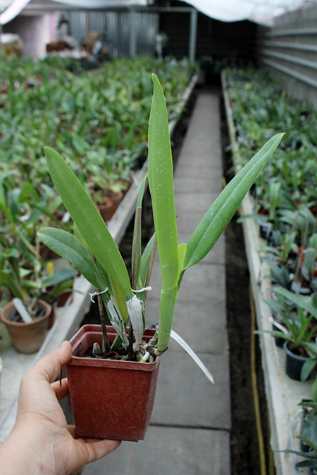 Cattleya percivaliana semi alba 'Altamira' (11-6) x SELF.jpg